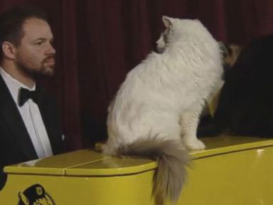 VIDEO: Grand Piano Concert For Cats