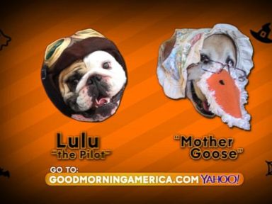 VIDEO: Lulu, the Bulldog pilot, and Rina, the Lab-Golden Mother Goose, compete for your vote. 