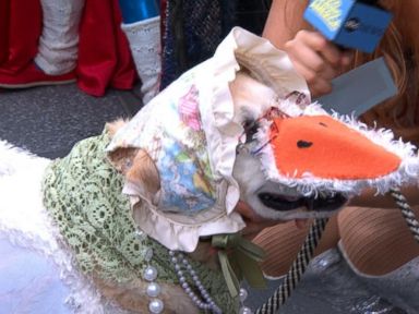 VIDEO: Dog 'Mother Goose' Wins the 'GMA' Dog Gone Scary Contest