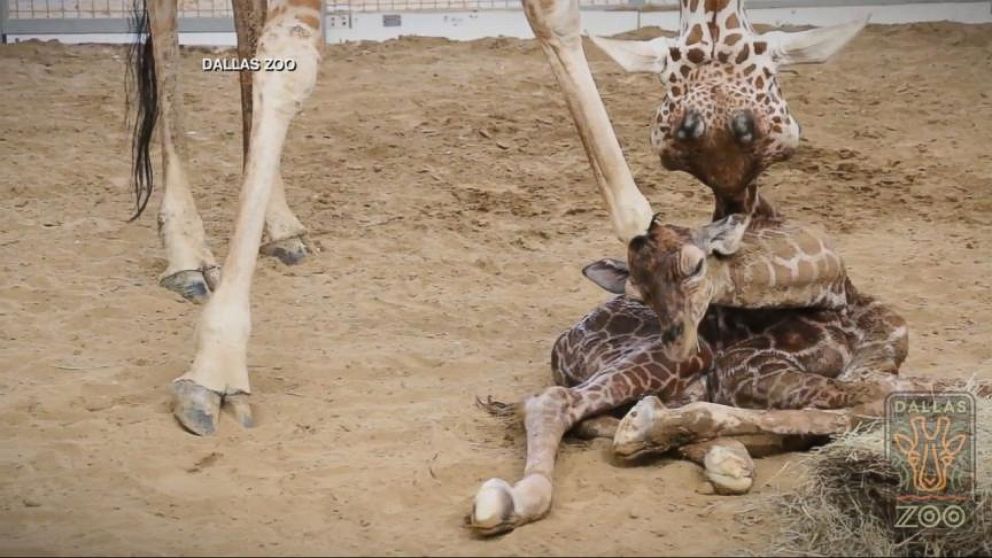 Video Baby Giraffe Born at Dallas Zoo - ABC News