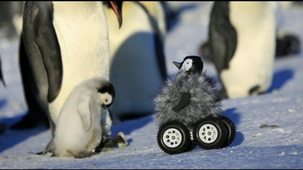 lilla rense Sprede Robotic Penguin Keeps Tabs on Fellow Chicks - ABC News