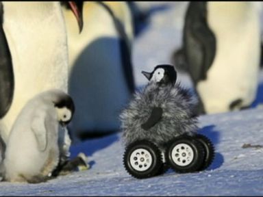 VIDEO: Robotic Penguin Keeps Tabs on Fellow Chicks