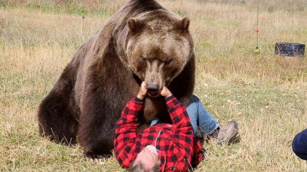 Video Tips To Survive A Bear Attack Abc News