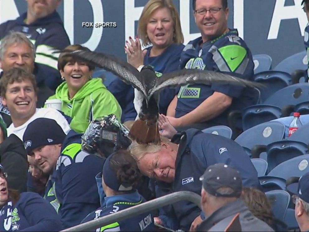 Seattle Seahawks mascot perches on fan's head, News