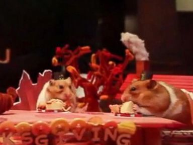 VIDEO: A Tiny Thanksgiving for a Tiny Hamster