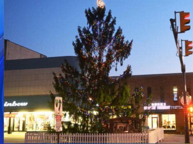 VIDEO: Residents in Reading, Pa., hope their 50-foot spruce with missing branches will attract tourists.