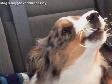 VIDEO: Dog Sings 'Let It Go'