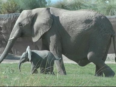 VIDEO: Elephant Mom Parenting Style on the Rise