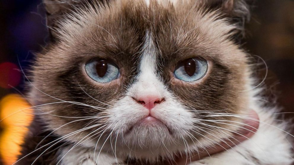 Pet Celebrities: How Grumpy Cat Became a Household Name - ABC News