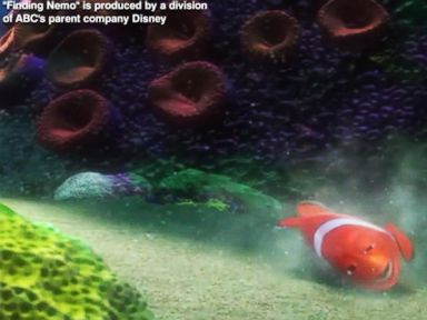 VIDEO: 'Finding Dory' Plot Just Revealed by Disney Pixar