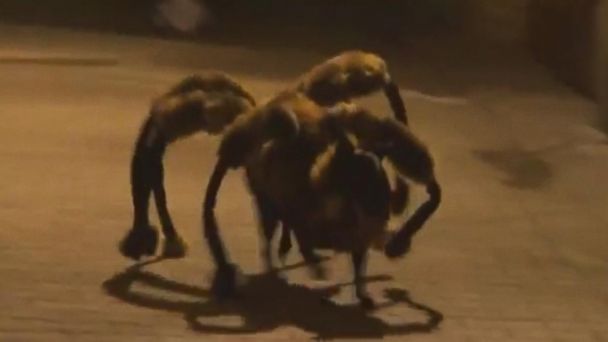 You S Top Of The Year Mutant Giant Spider Dog Abc News - Diy Spider Costume For Small Dog