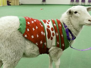 VIDEO: Sheep in Christmas Sweater Reunited With Owner