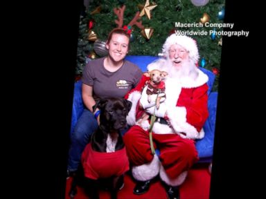 VIDEO: Doggies Take Pictures With Santa That Are Sure to Be Instant Classics