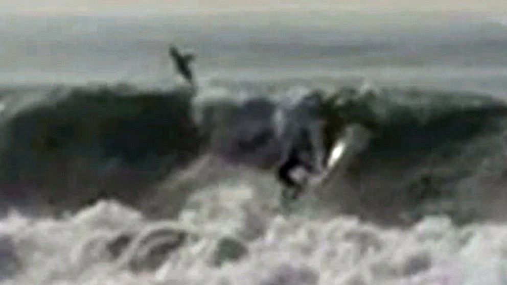 Video Great White Shark Reportedly Spotted In Surfer S Wave Abc News