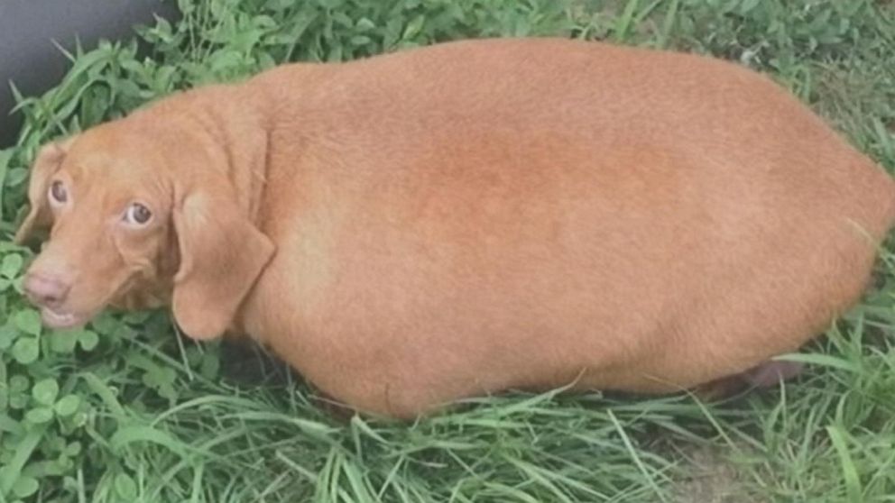super fat wiener dog