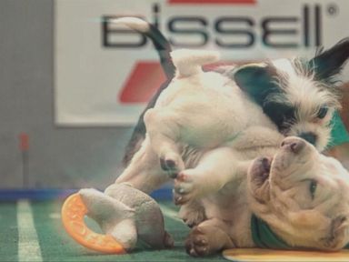 VIDEO: Animal Planet's 'Puppy Bowl' Ready to Return