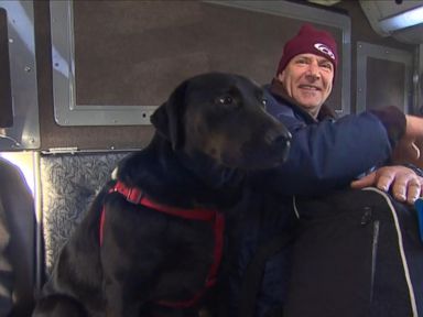 VIDEO: Take a ride with Eclipse, a Lab that makes use of Seattle's public transit to get to the dog park.