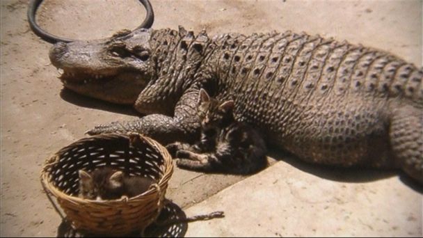Why This Alligator Lived in a Los Angeles Family's Backyard for 37 Years -  ABC News
