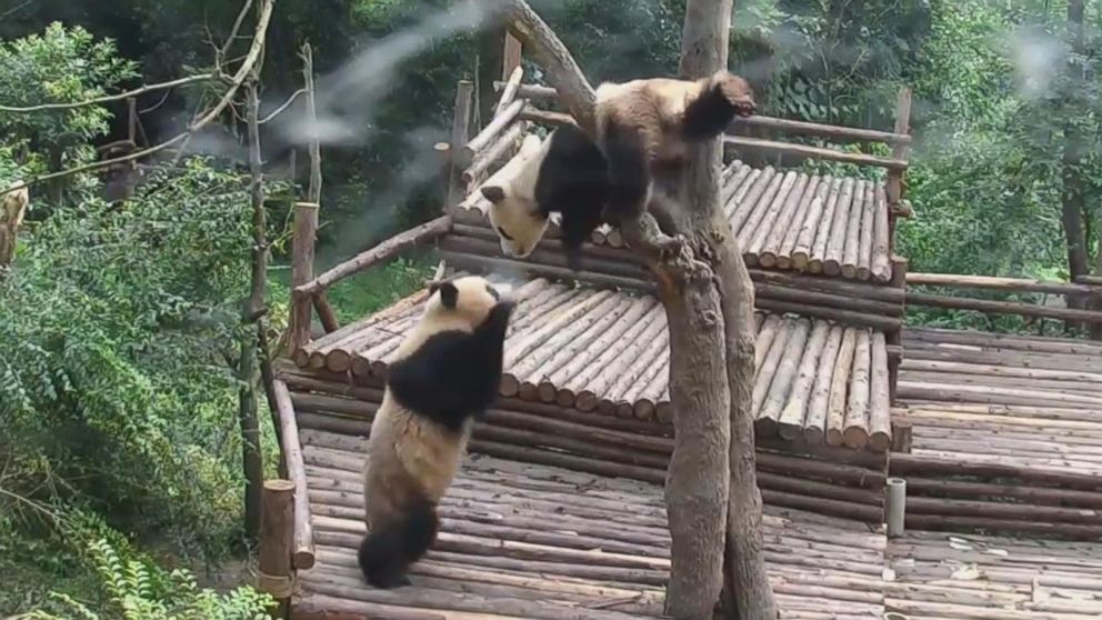 Its Panda Monium As Pandas Let Loose Abc News