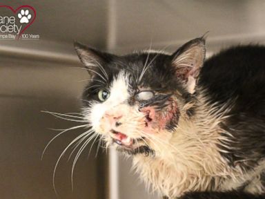 VIDEO: Bart, a cat in Tampa, was struck by a car and buried before reappearing in a neighbor's yard.