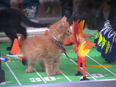 VIDEO: Kittens Go Paw-to-Paw in 'GMA' Kitten Bowl 