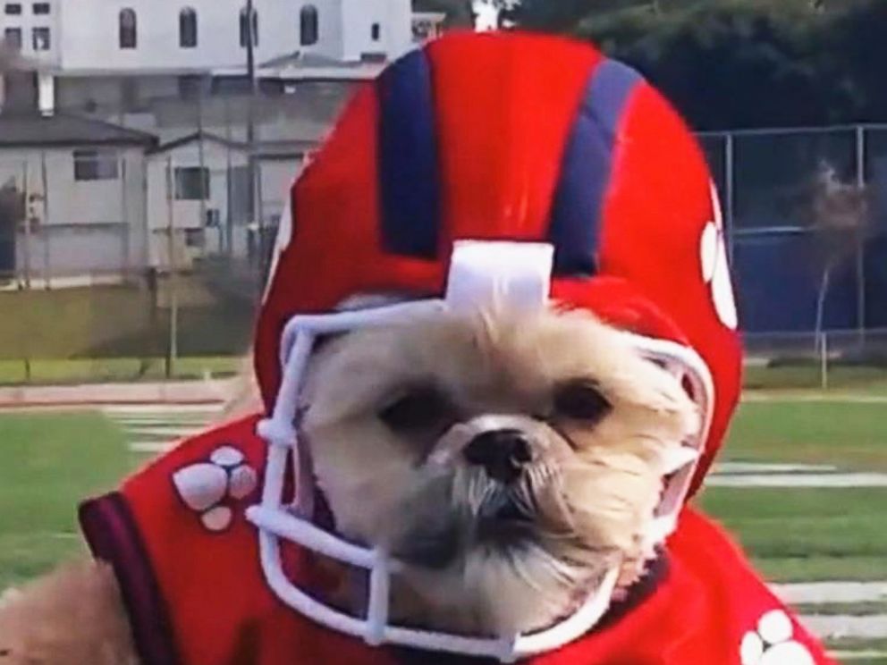 Video Munchkin The Teddy Bear Dog Is Ready For The Super Bowl - ABC News