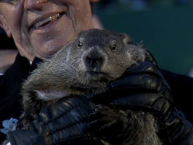 VIDEO: Punxsutawney Phil saw his shadow, foretelling six more weeks of winter.