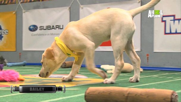 puppy bowl 11