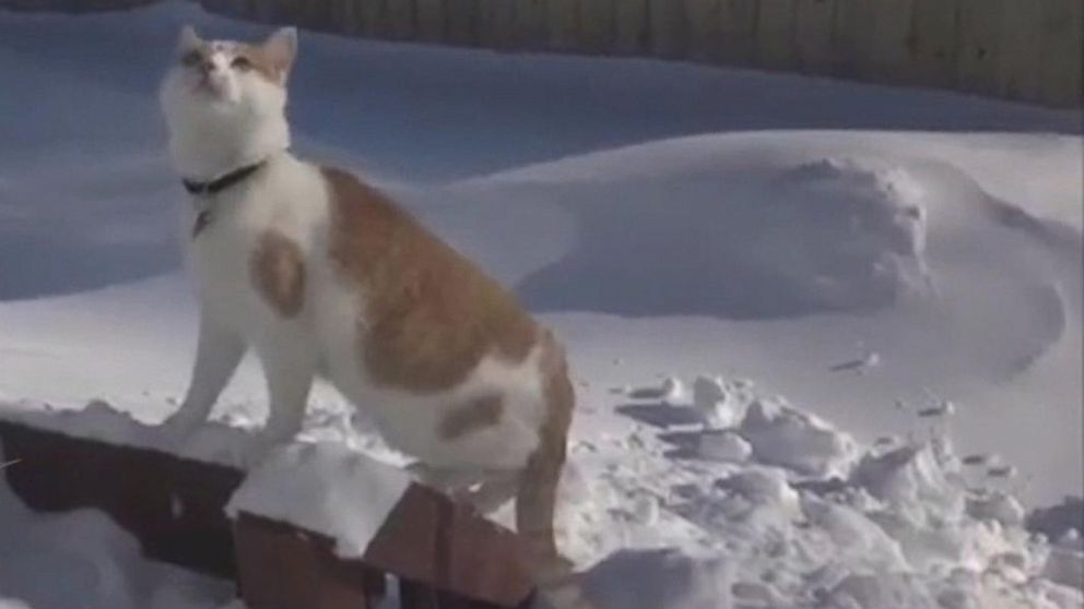 cat standing up snow
