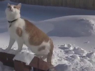 VIDEO: Cat Digs Out of Snowstorm