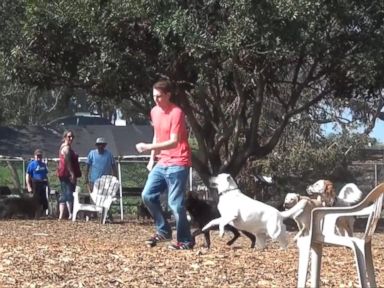 VIDEO: Pranksters Prank Dogs