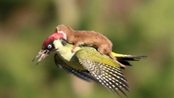 Video Woodpecker Rides With Weasel On Its Back Abc News