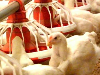 VIDEO: McDonald's Says No to Chicken With Antibiotics