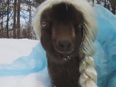 VIDEO: This Goat Just Can't 'Let It Go'