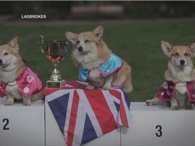 VIDEO: Corgis Race to Predict Royal Baby Name