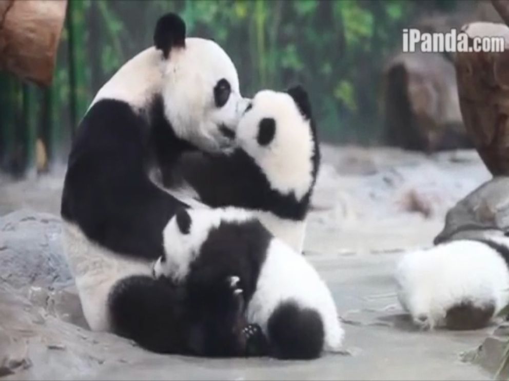 Playful Panda Cub Triplets Fight For Cuddle Time With Their Mom Abc News 3188