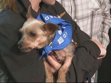 VIDEO: Sam the Yorkshire terrier was discovered nearly four years after he disappeared.