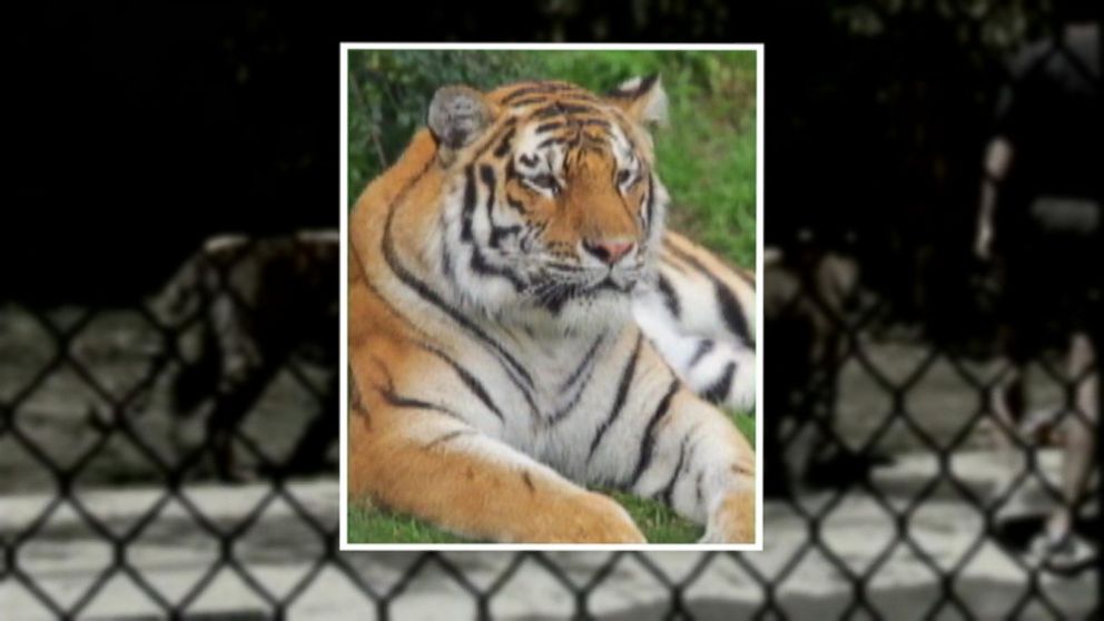 ZooGoers Shocked When Tiger Escapes Video ABC News