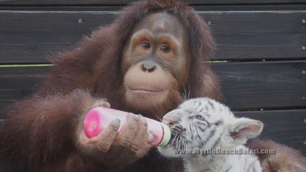 Suryia the Orangutan Bottle Feeds, Nurtures Four Tiger Cubs at Myrtle Beach Safari - ABC News