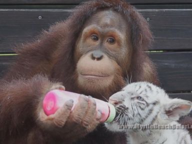 VIDEO: Orangutan Plays Mom to Four Baby Tiger Cubs in South Carolina