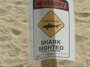 Beachgoers on Alert As Sharks Spotted Lurking Around Both Coasts