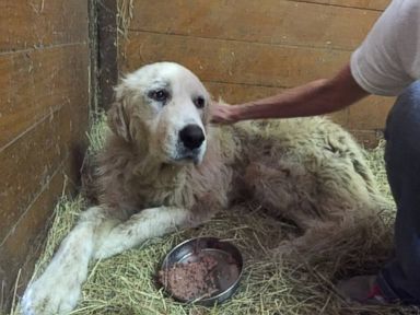 VIDEO: The giant Pyrenees, renamed Emma, was adopted after her former owners David and Brenda Tapleys died in the tornado that ripped through Van, Texas, two weeks ago.