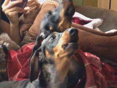 VIDEO: Dachshunds Really Love 'Law And Order'