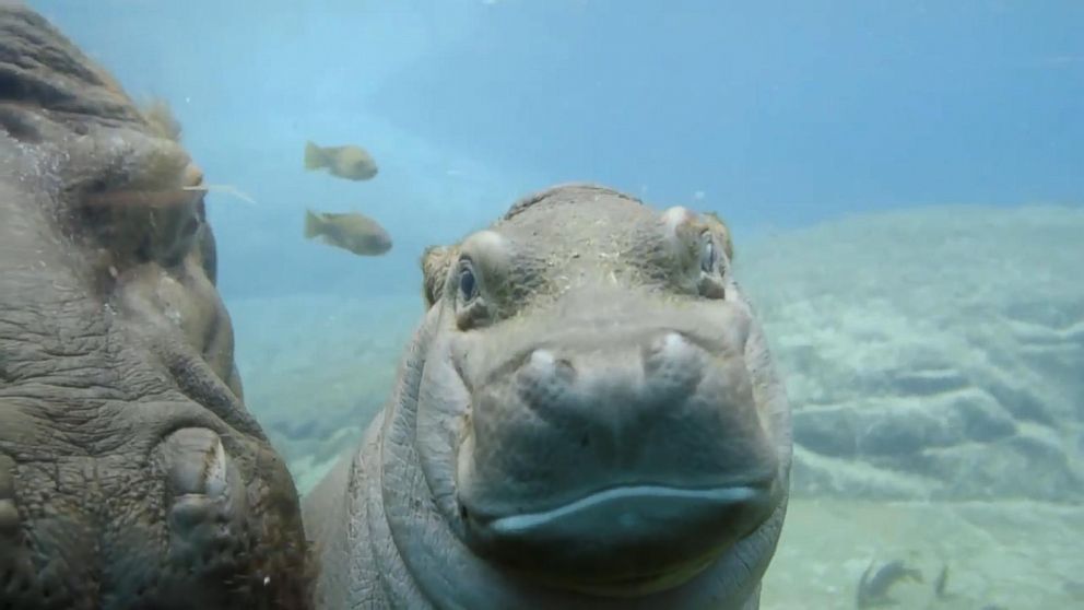 San Diego Zoo Baby Hippo Makes Splashy Debut - ABC News