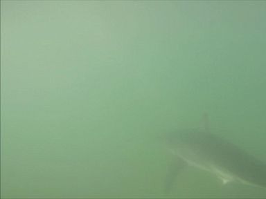 VIDEO: Danny Reid filmed the shark swim under his paddle board in Huntington Beach, California.