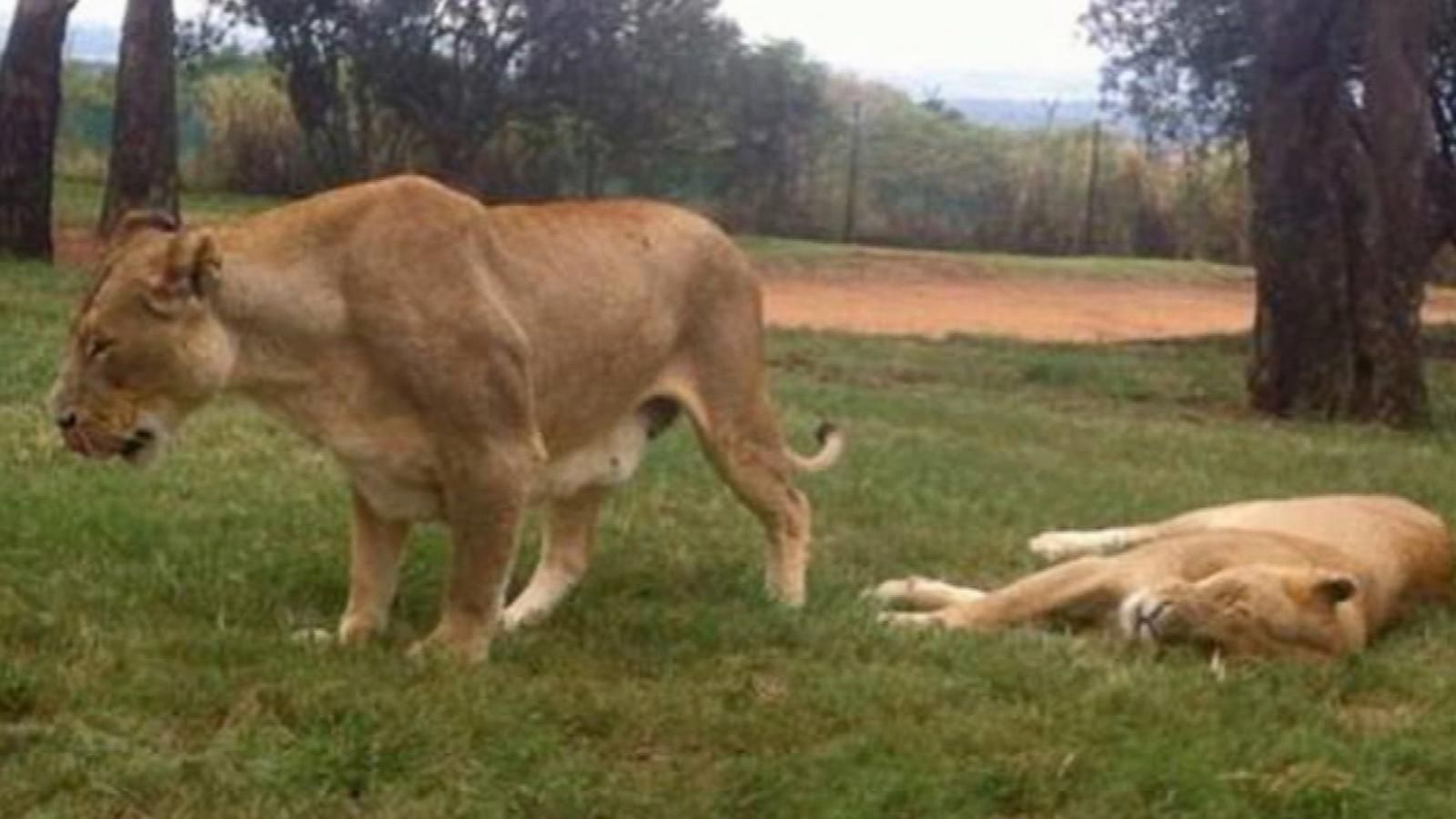 lion kills man safari