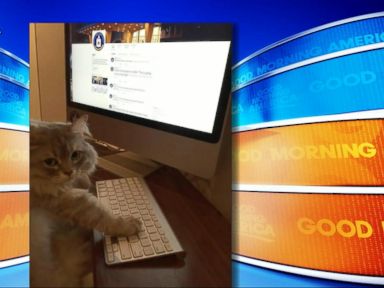 VIDEO: CIA Tweets a Cat Photo