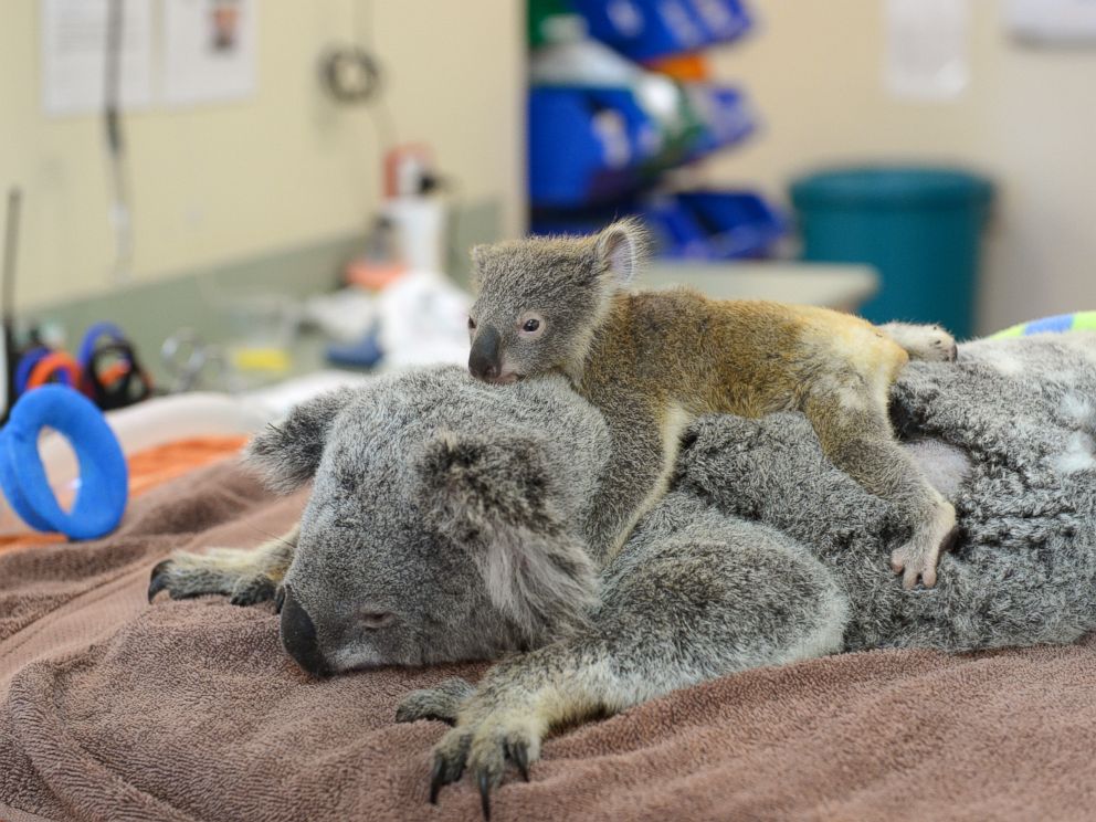 Koala Mom and Joey Cuddle After Life-Saving Surgery