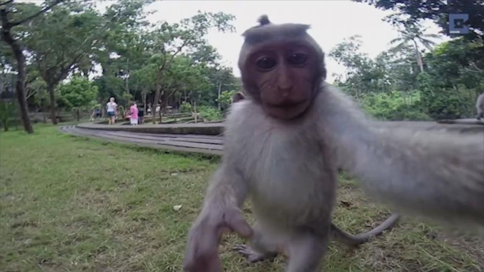 Watch: Jeans-clad chimpanzee kisses woman, poses for photo – Firstpost