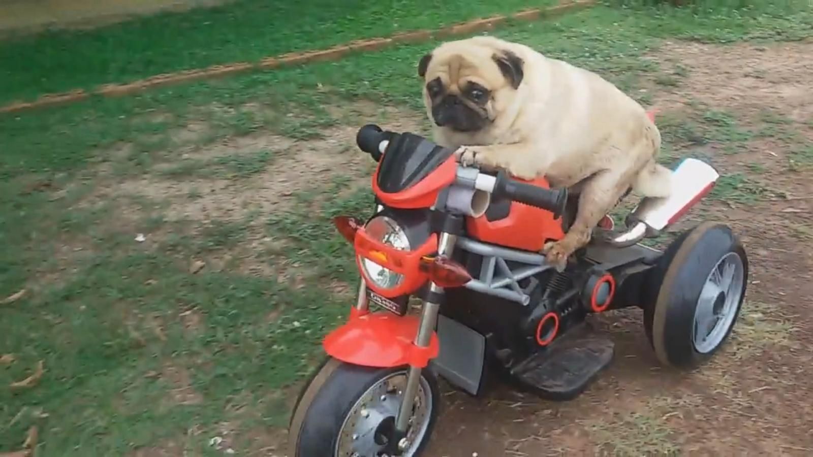 Pug shops on a bike